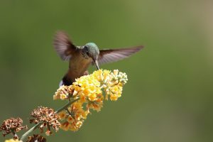 The picture shows a hummingbird hovering over a flower. Managing employees by hovering is less successful.