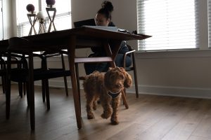 The picture shows a woman working at home, with her dog, in casual attire.