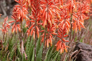 The image shows a flowering aloe plant.