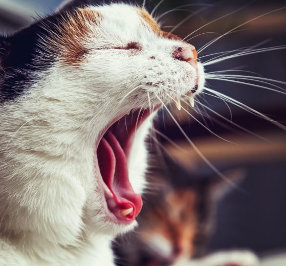 The image shows a cat yawning.