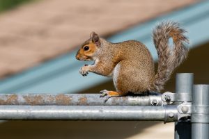a raspberry thief - a squirrel