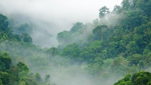 rise above the money fog1